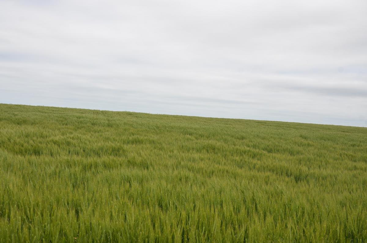 Field of healthy wheat in late May