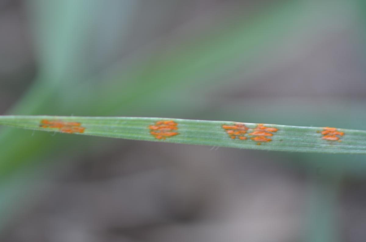 Stem rust pustule on wheat leaf