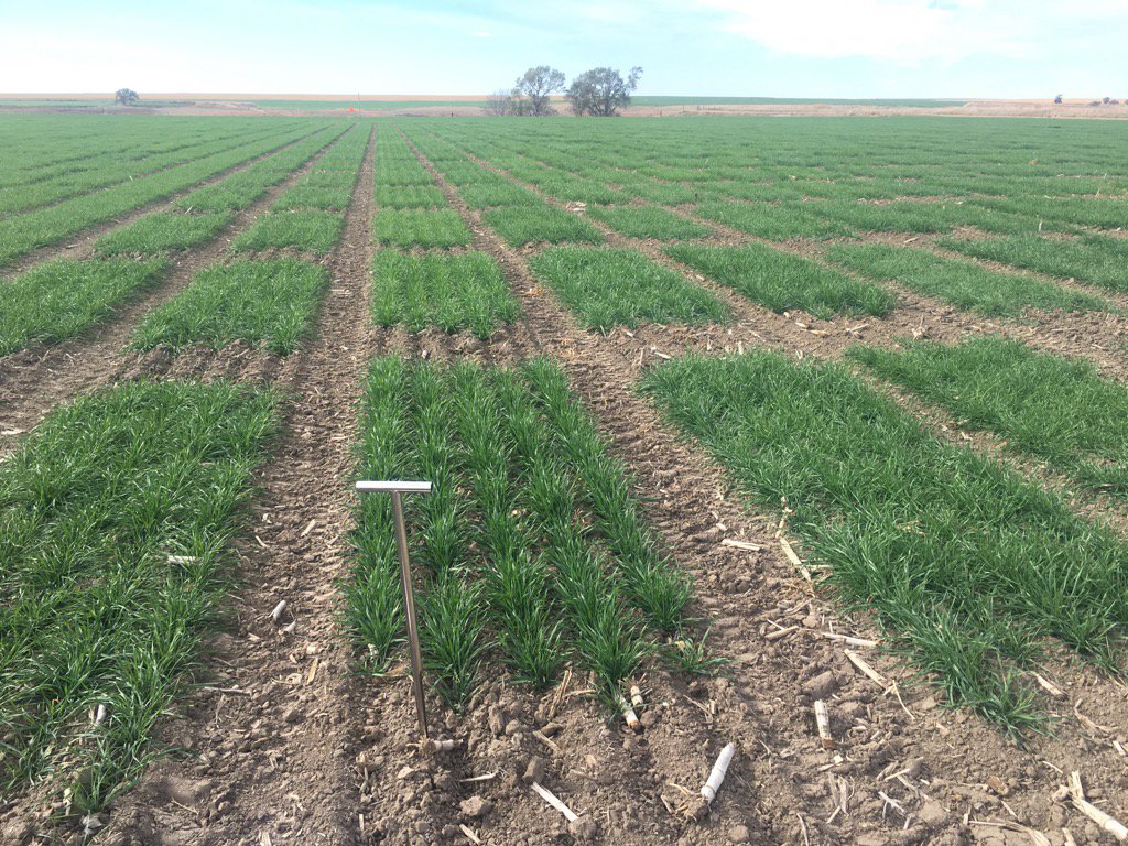 Wheat variety trial at McCook - Baenziger