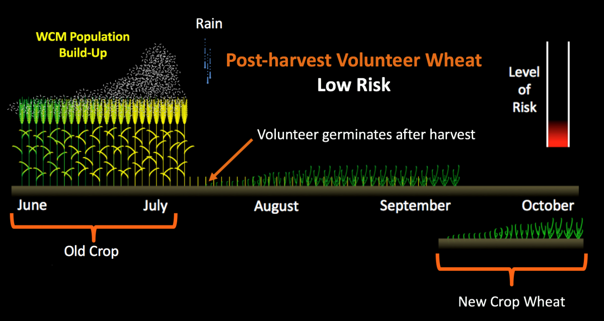 Graph of increased disease risk of pre-harvest volunteer wheat