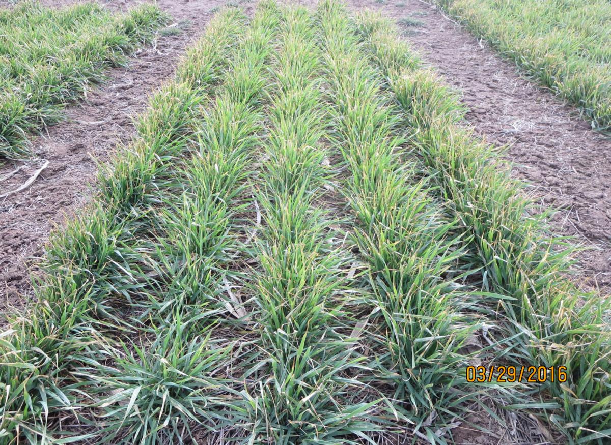Wheat in variety trials at Stumpf Wheat Research Center