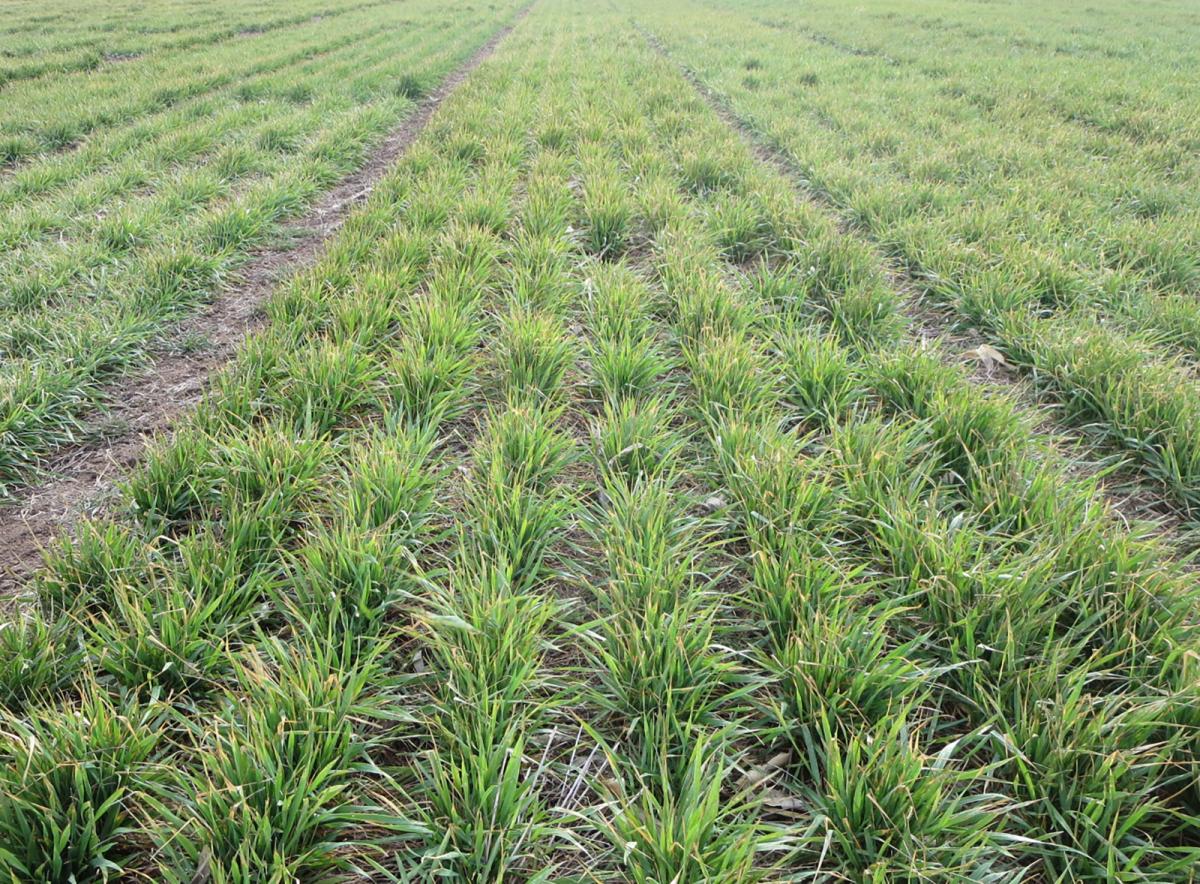 Wheat trials at Stump Research Center, 3-29-2016