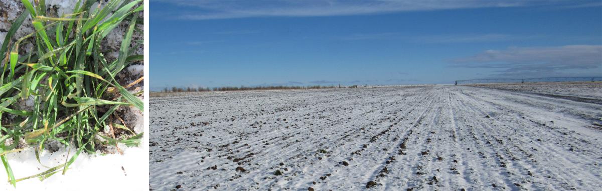 Snow-covered wheat field at UNL's HPAL 3/31/2016