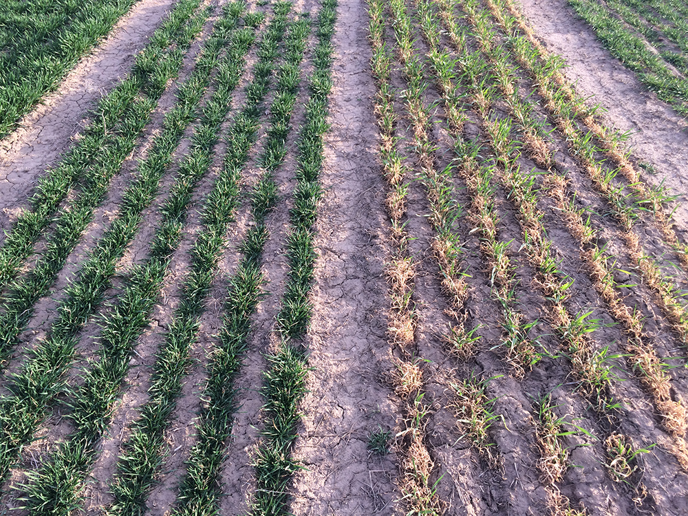 Wheat variety plots near Grant 2016