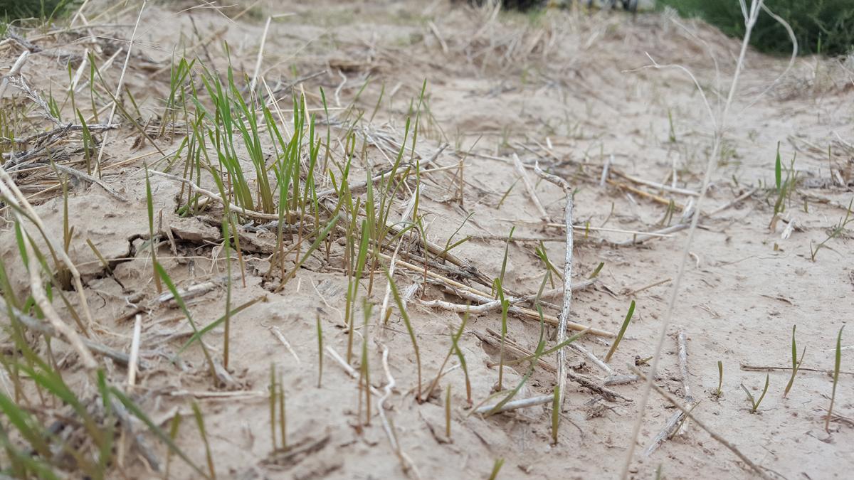 Downy brome in wheat