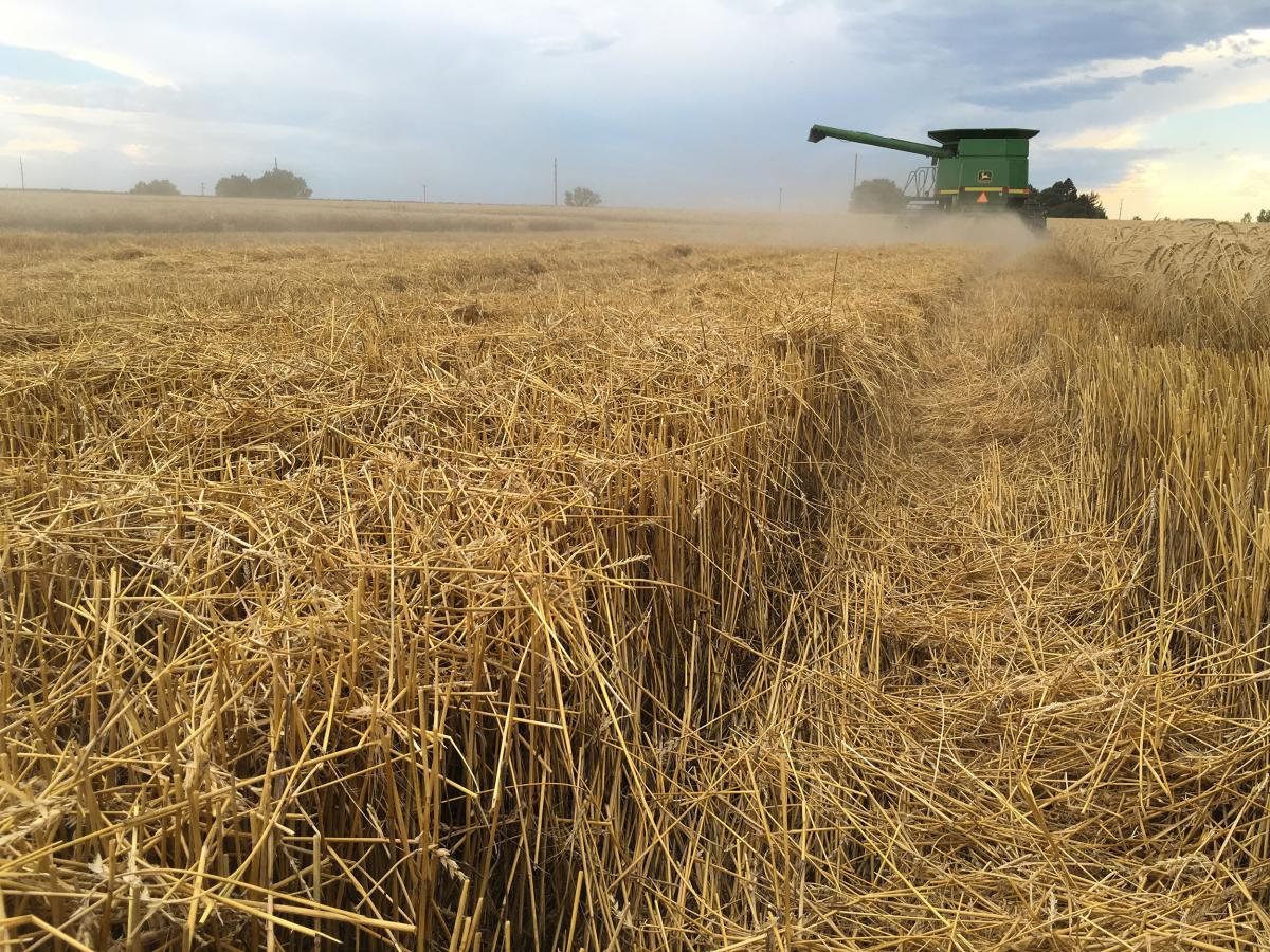 Combine haravesting wheat in western Nebraska