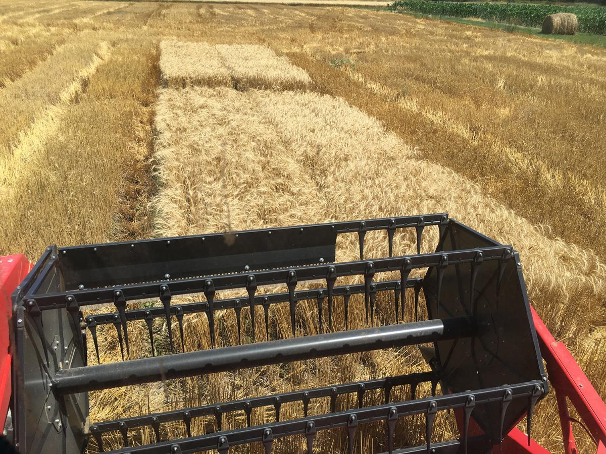 Wheat harvest in west central Nebraska. (Photo by Rodrigo Werle)