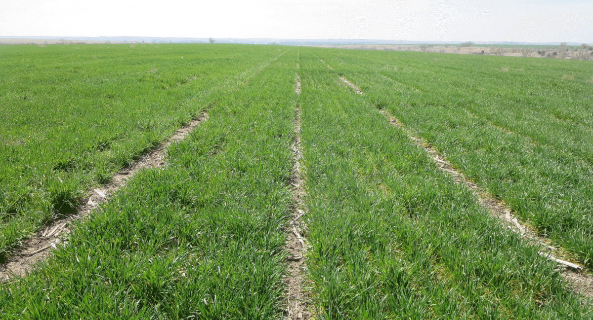 Furnas County Wheat Variety Trial north of Beaver City