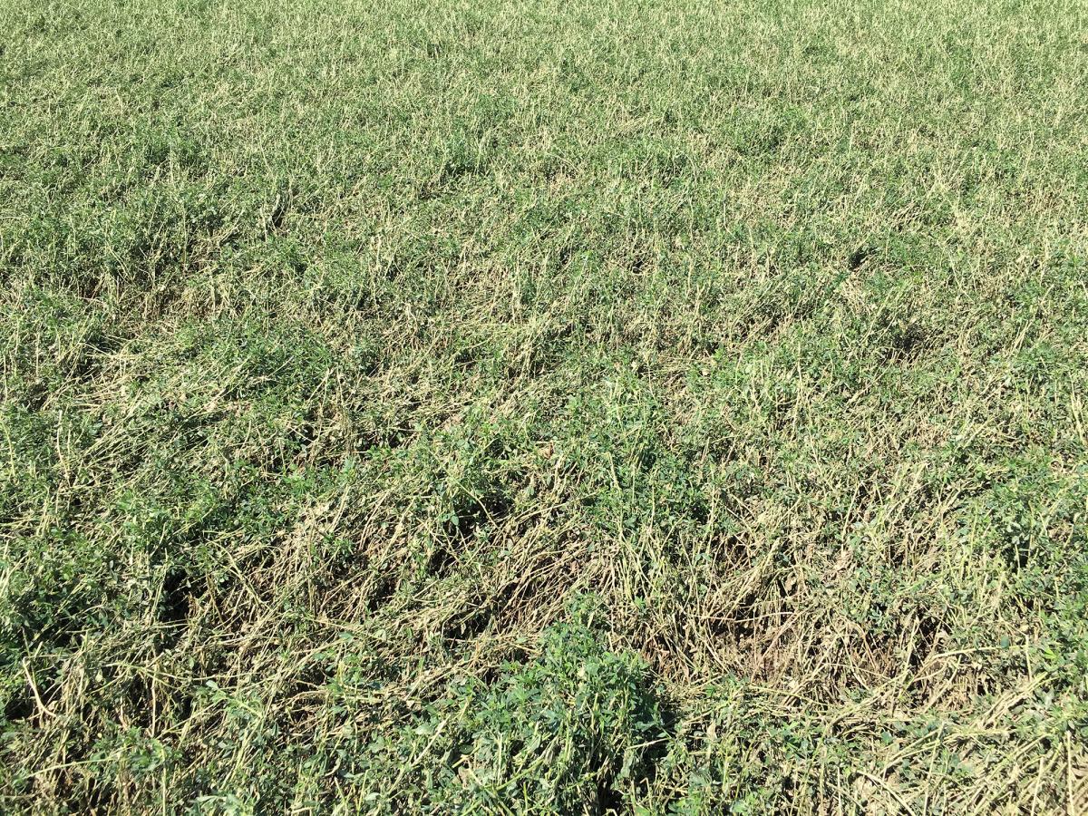 hail-damaged alfalfa field