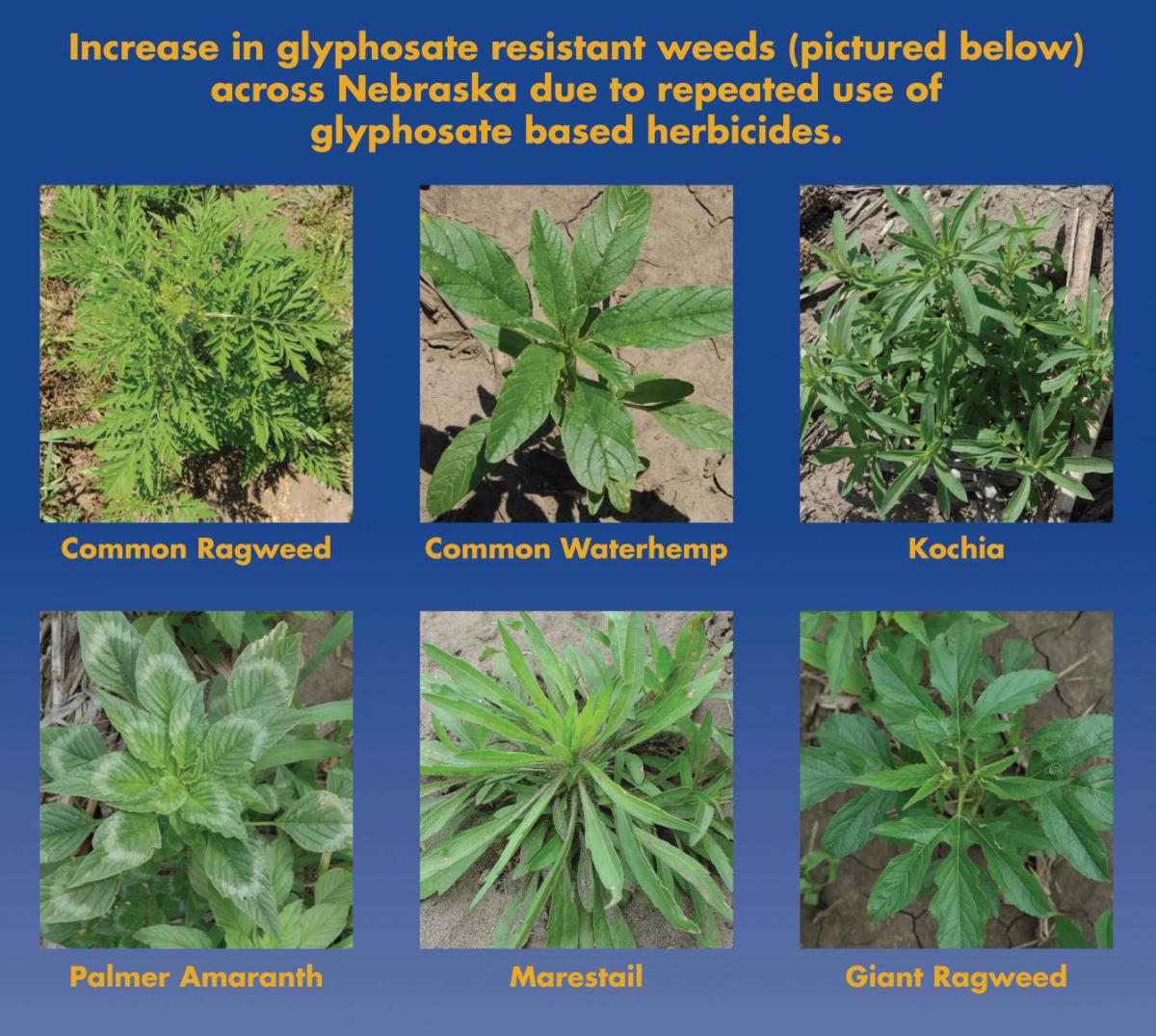 Six pesticide-resistant weeds found in Nebraska