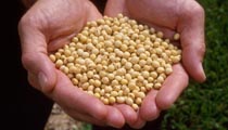Handful of soybeans