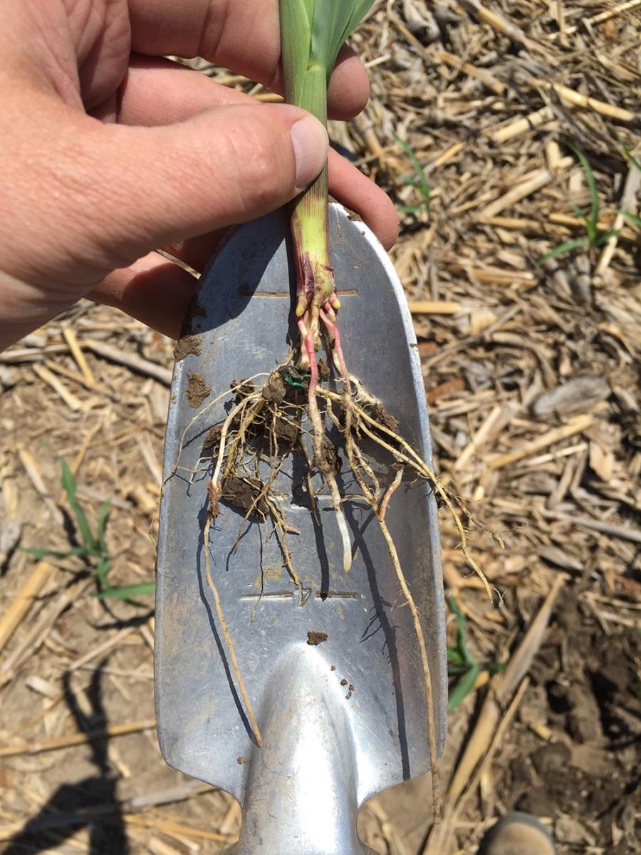 Limited nodal root development in corn