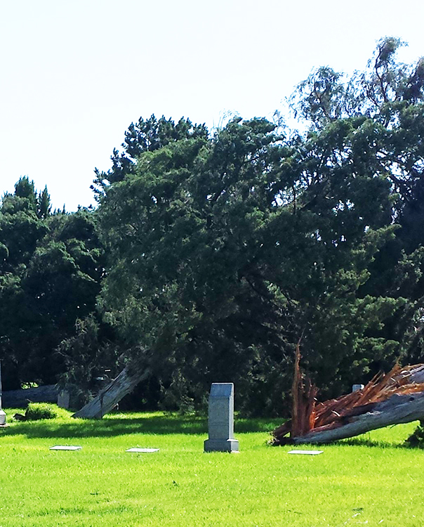 Trees in rural cemetery near Bayard damaged by high winds June 12.