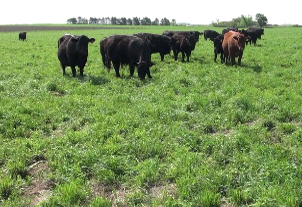 Cattle grazing in an organic rotation