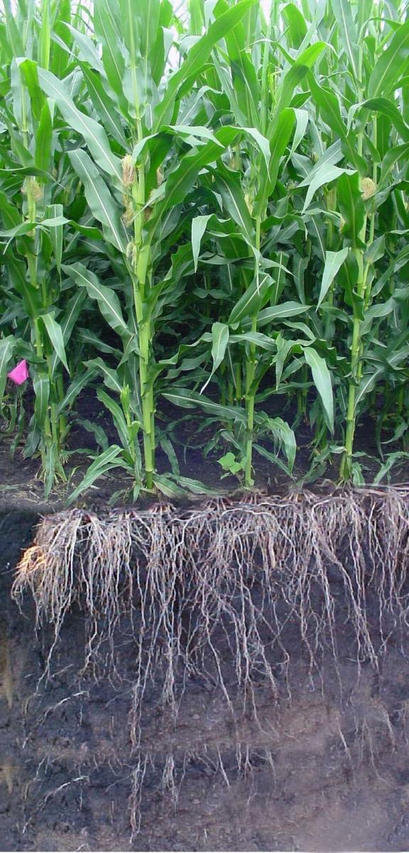 Corn roots in Iowa trial
