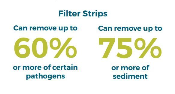 Buffer strips can remove up to 60% of certain pathogens and 75% of sediment