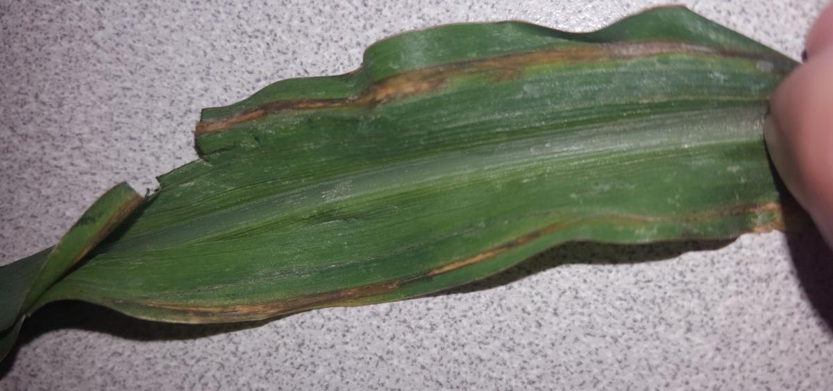 Bacterial leaf streak of corn at V4
