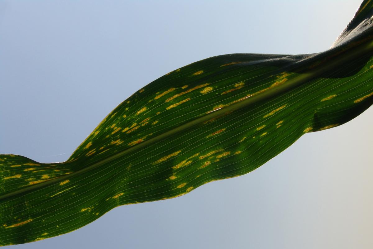 Backlit corn leaf with bacterial leaf streak lesions