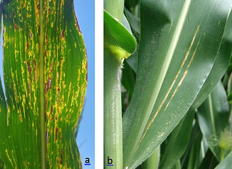Short versus long bacterial leaf streak lesions