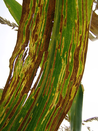 Bacterial leaf streak in corn