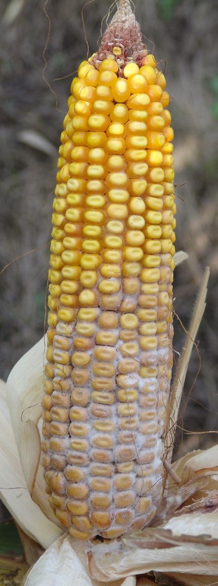 Diplodia ear rot on corn