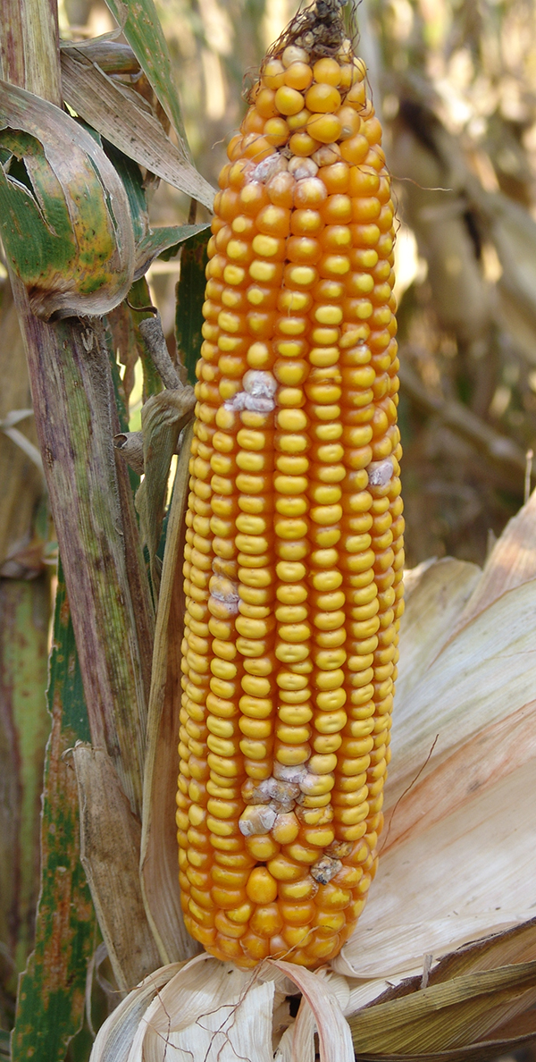 Gibberella on corn ear tip