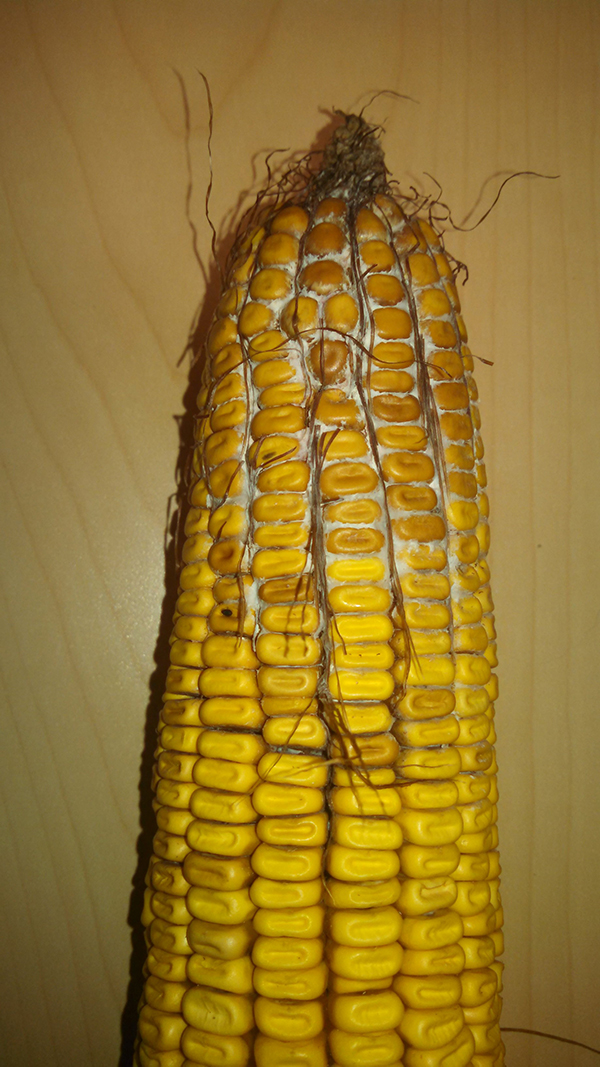 Gibberella ear rot of corn