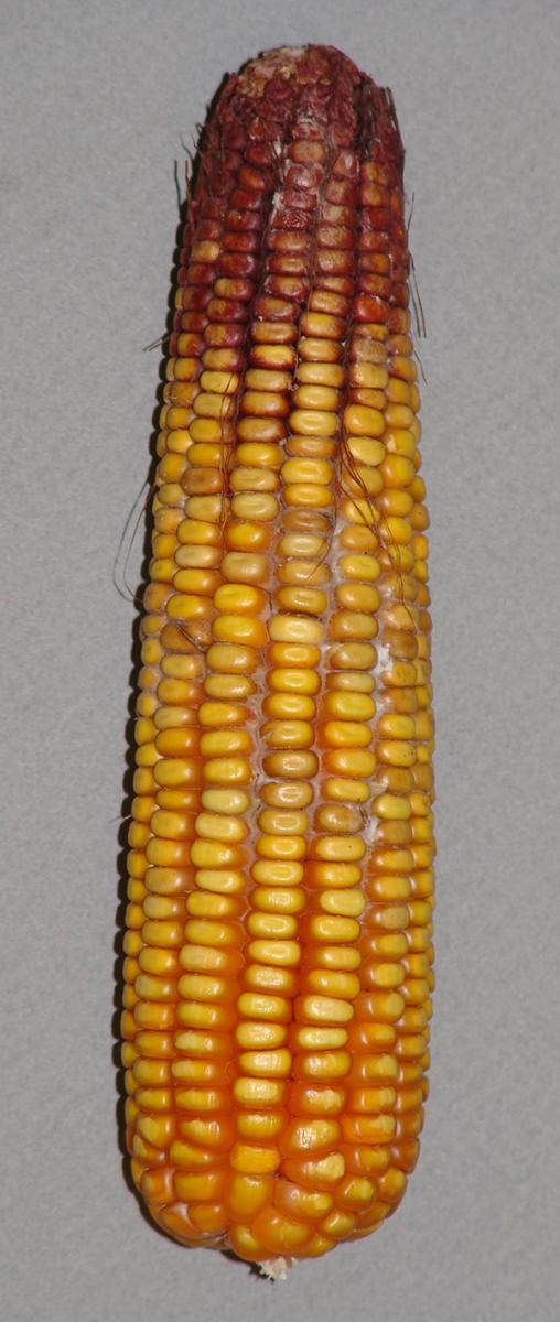 Gibberella on corn ear tip