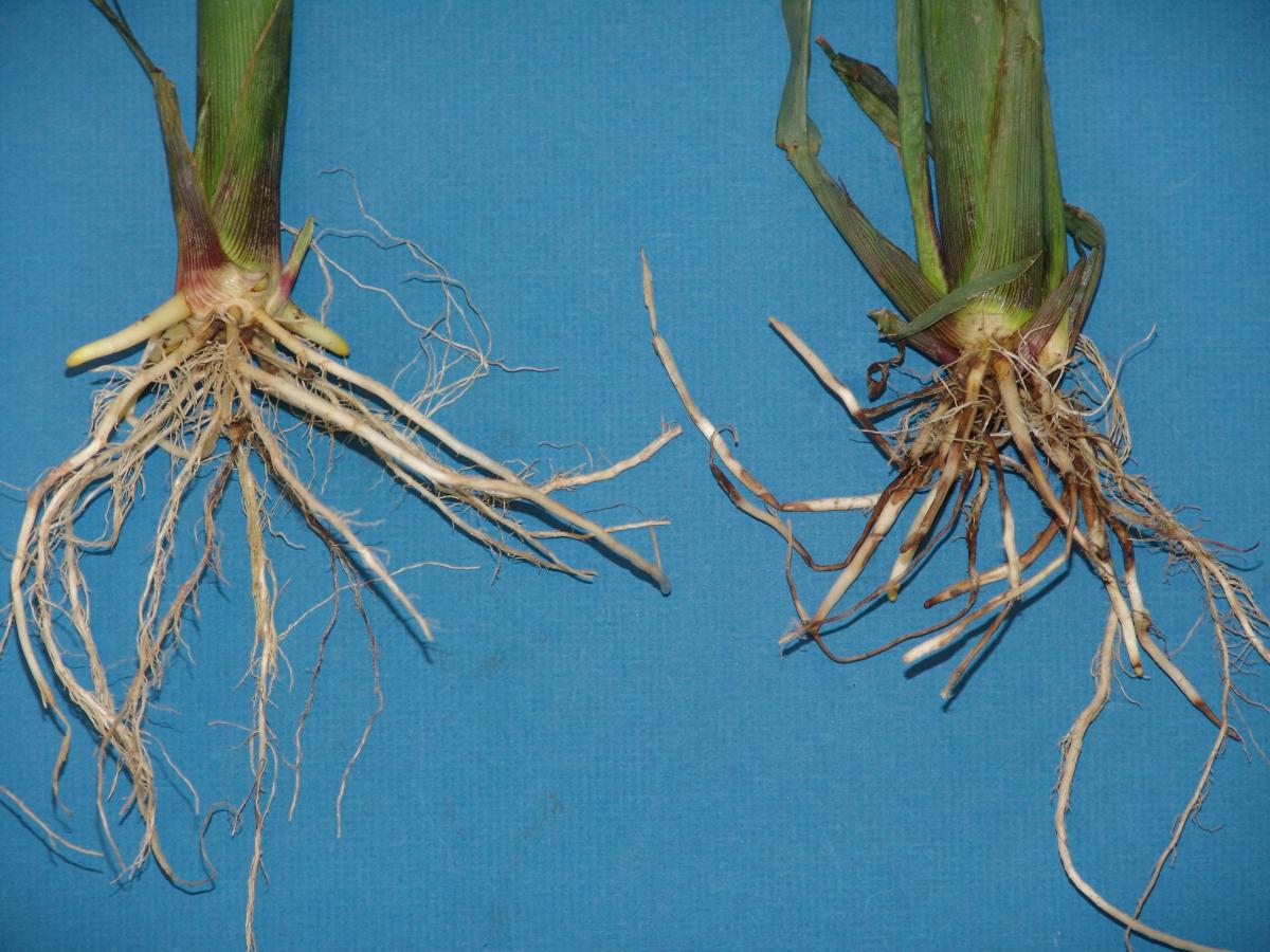 Photo comparison of health corn roots vs diseased roots