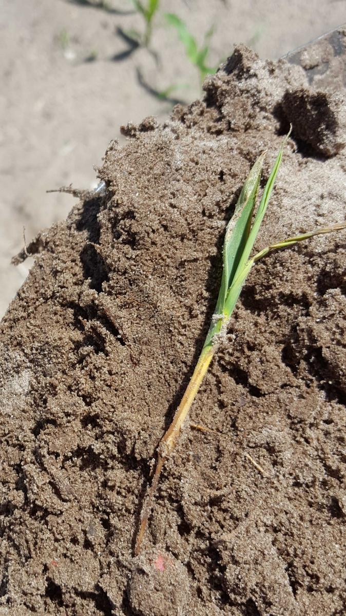 Corn hypocotyl decay indicative of seedling disease