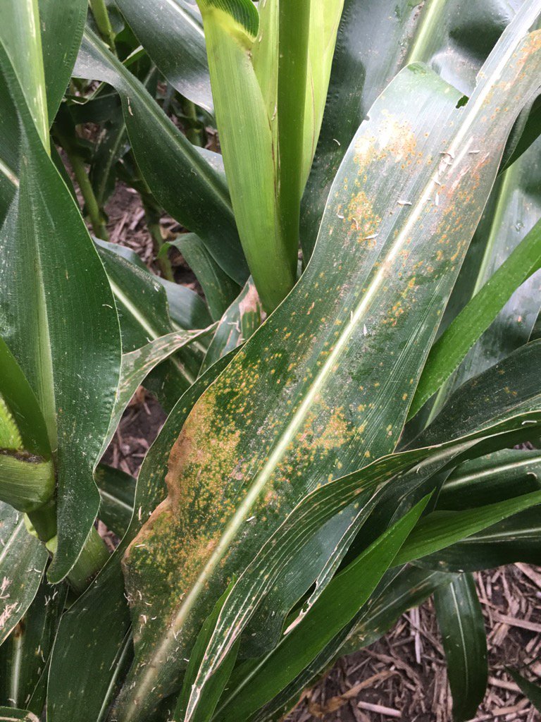 Southern rust in corn