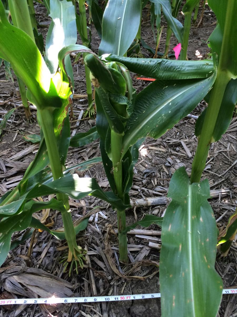 Corn injury 