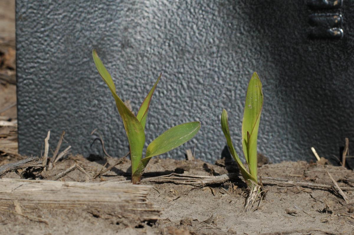 Frost damaged corn at V1