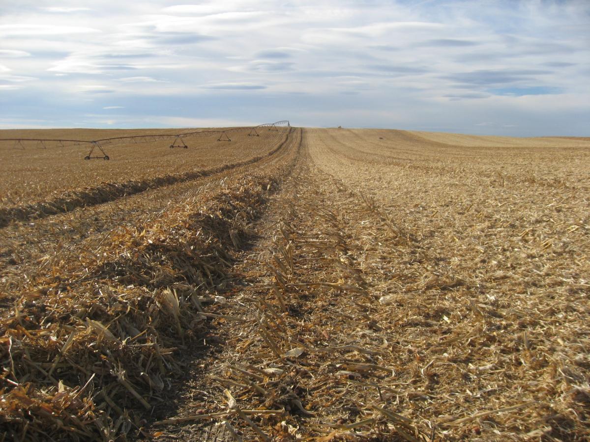 Downed corn in windrows