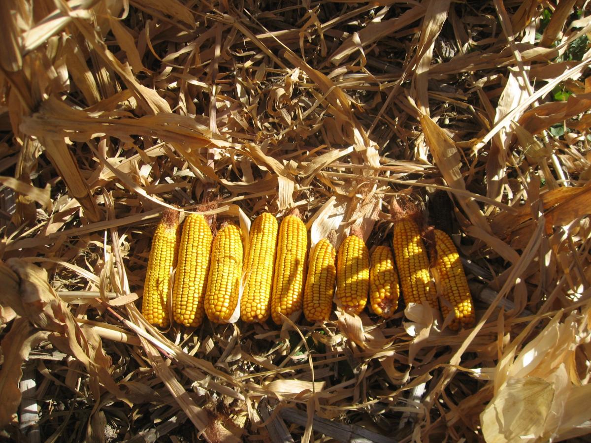 Estimating ears on the ground in an acre