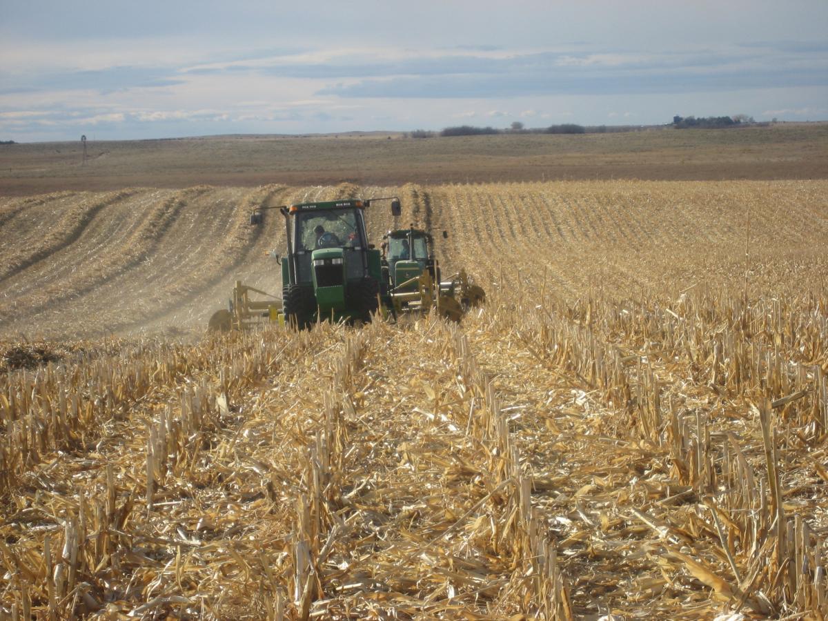 Raking down corn