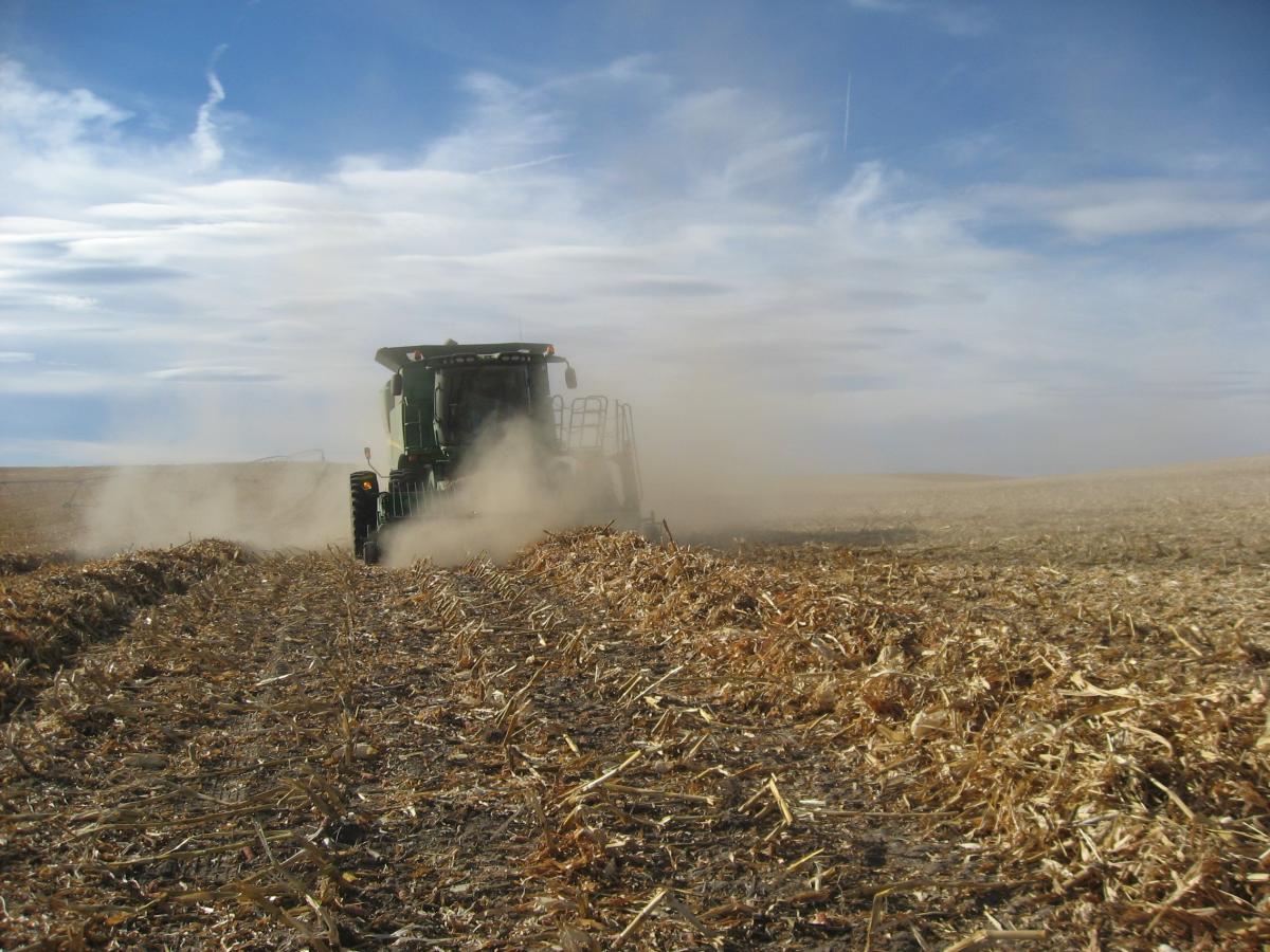 Downed corn