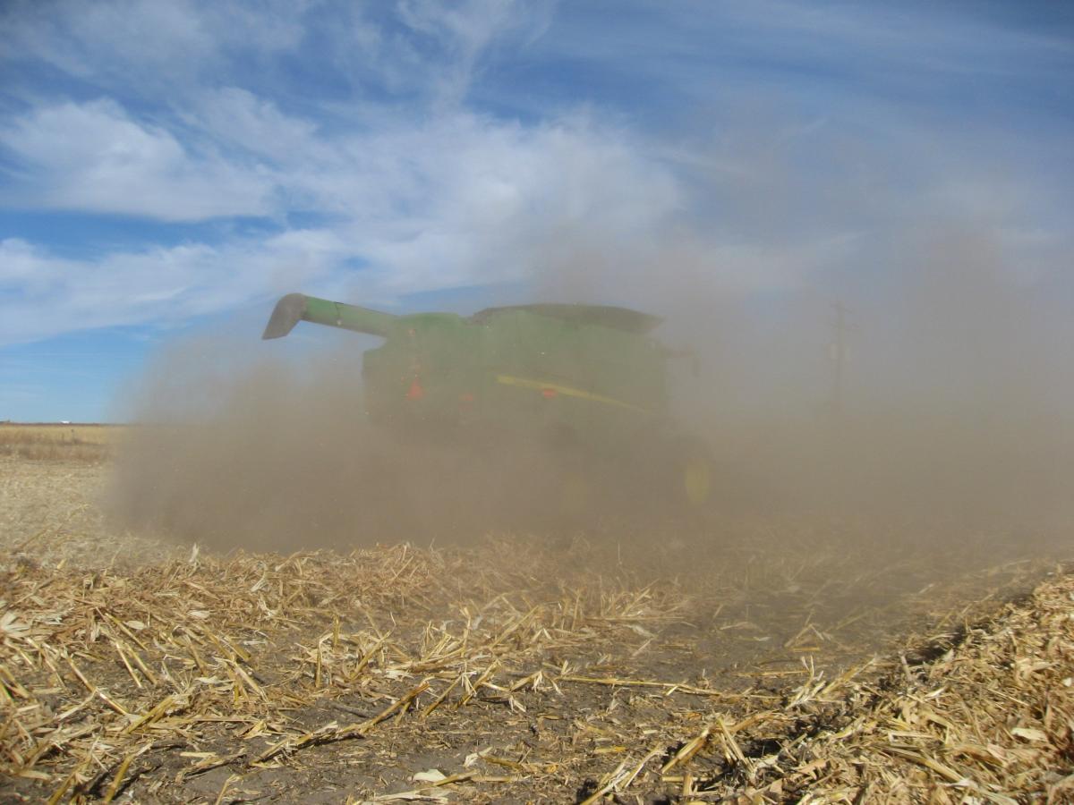 Harvesting downed corn