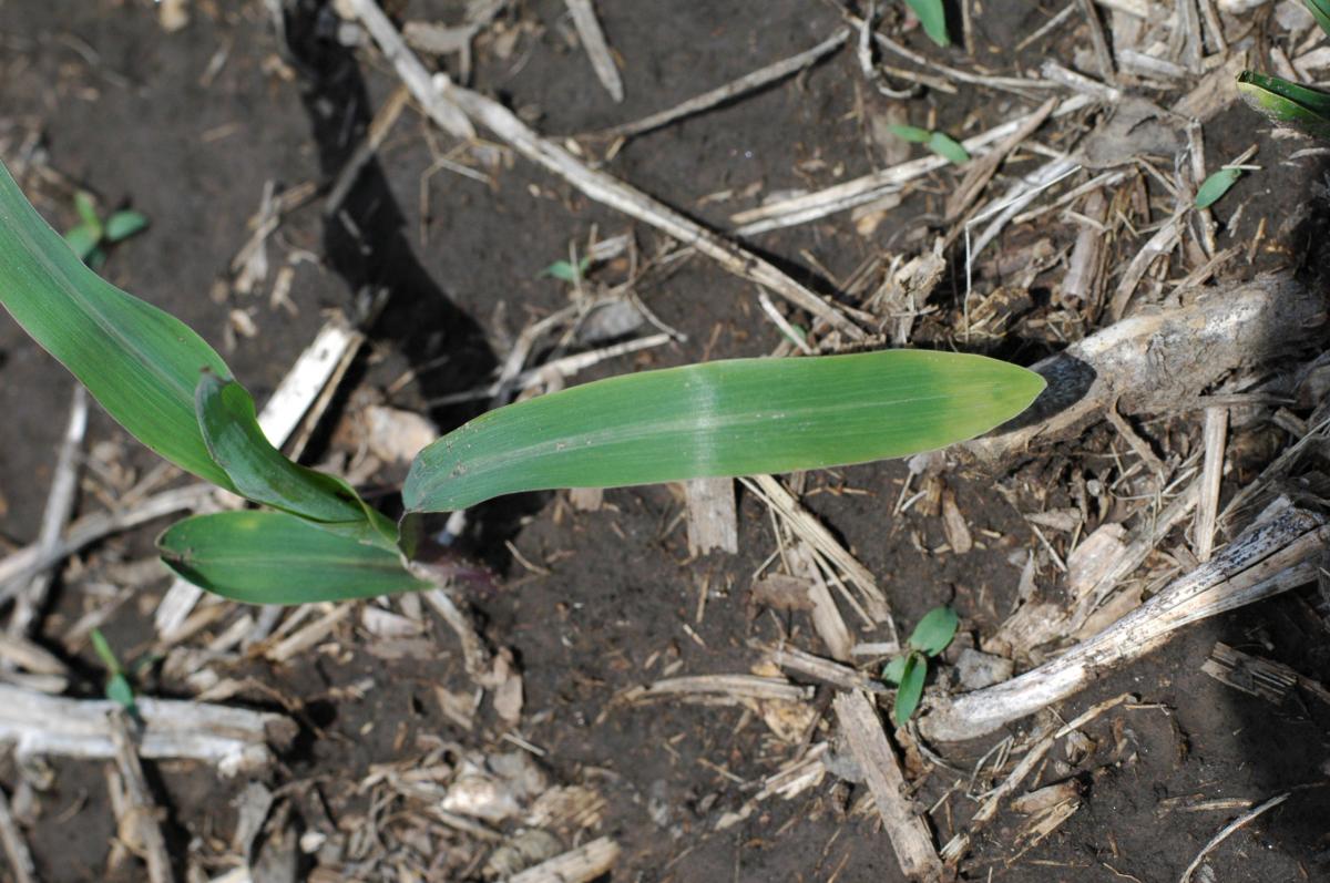 Crossing-banding in corn one week later