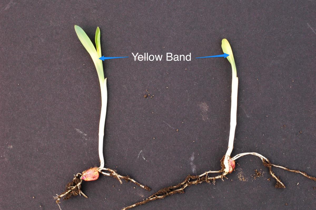 Cross banding in a corn seedling