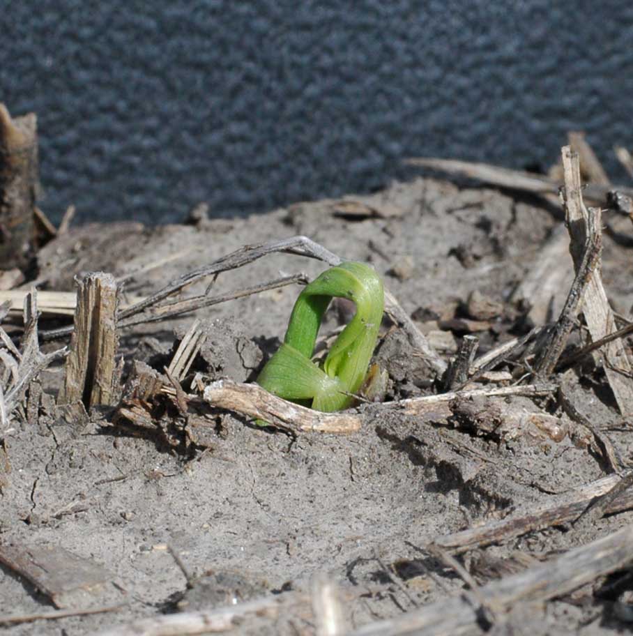 corn seedling damage