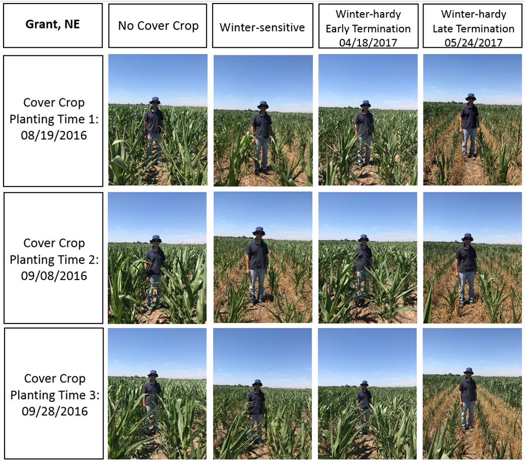 Photos comparing corn after various cover crop treatments