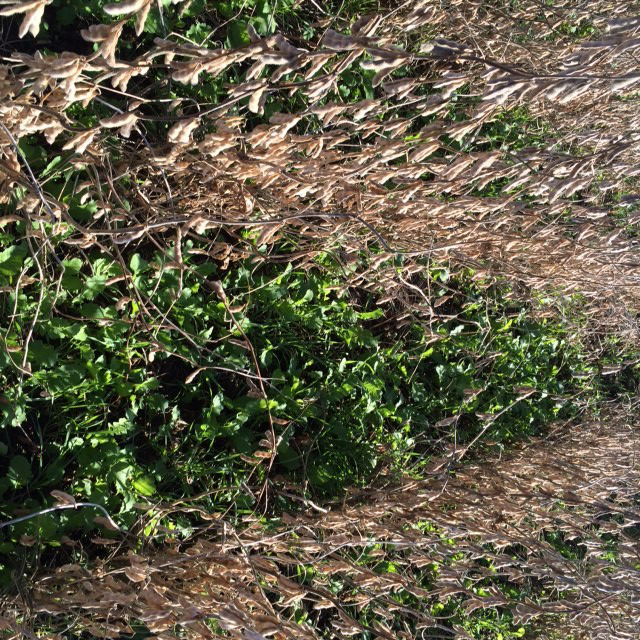 cover crop aerial seeded into soybean