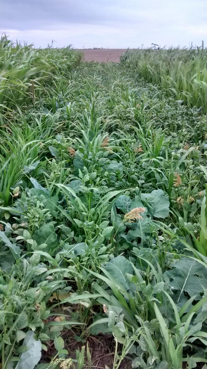 Cover crop trial