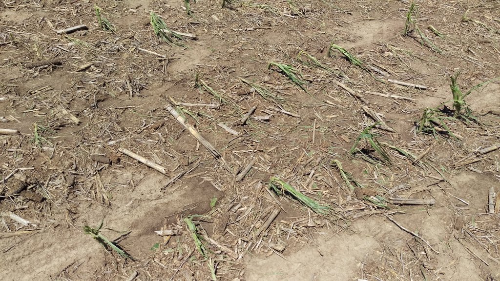 hailed corn near Deweese 6/13/17