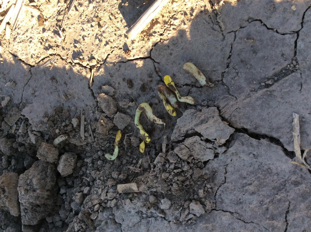 corn seedling problems