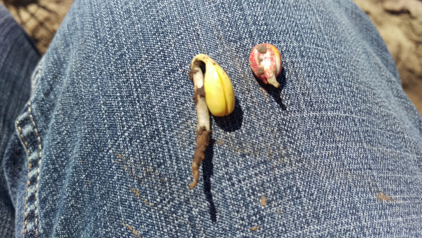 Germinated soybean and corn seeds