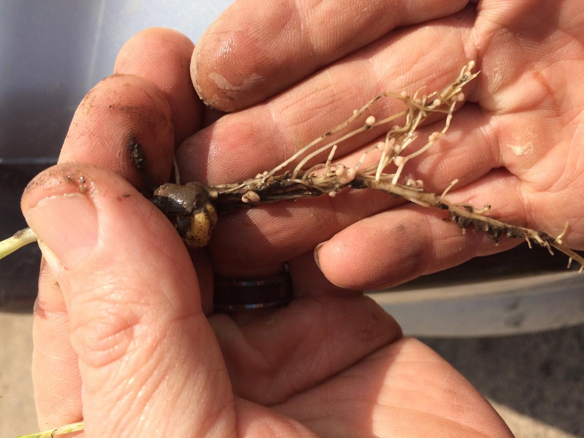 Nodules on field pea roots indicating inoculation