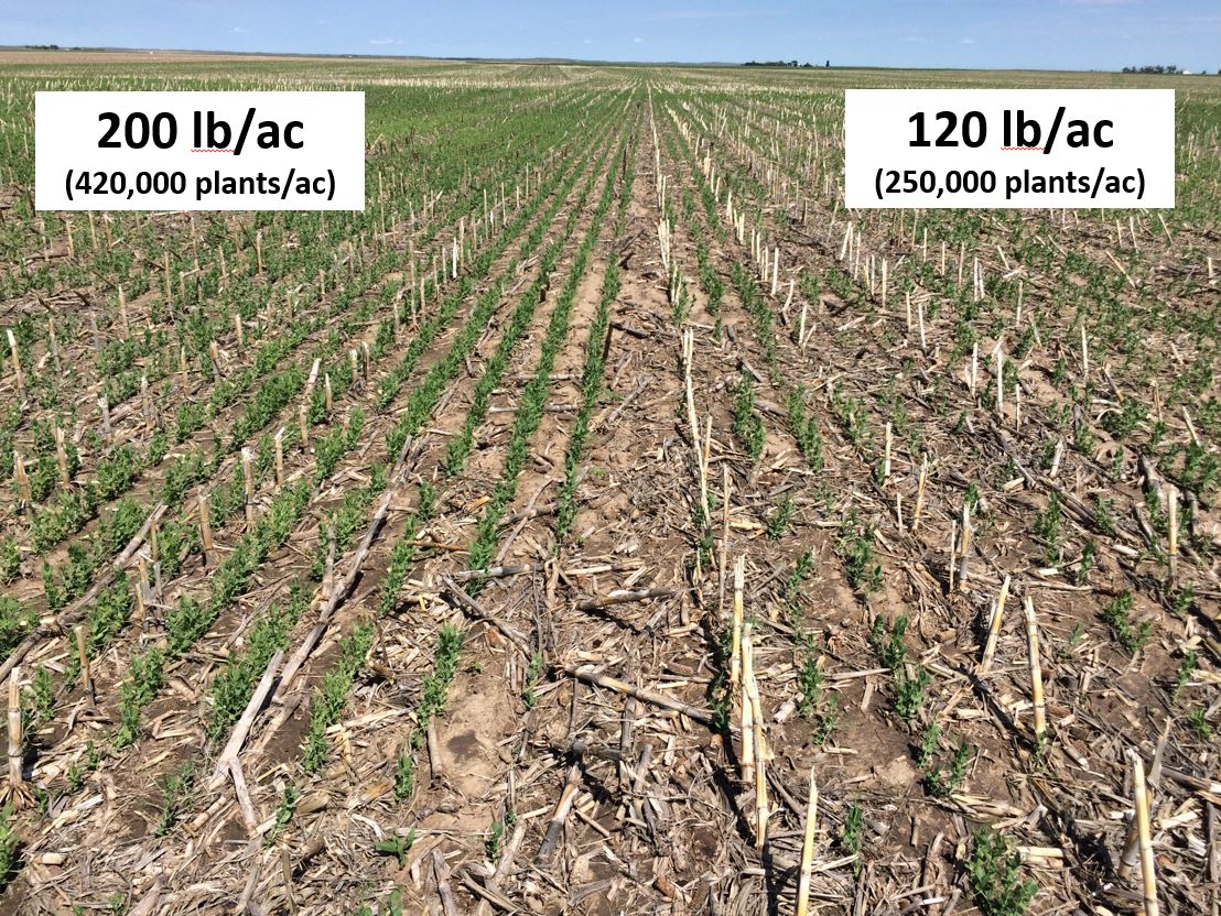Seeding rate stand differences