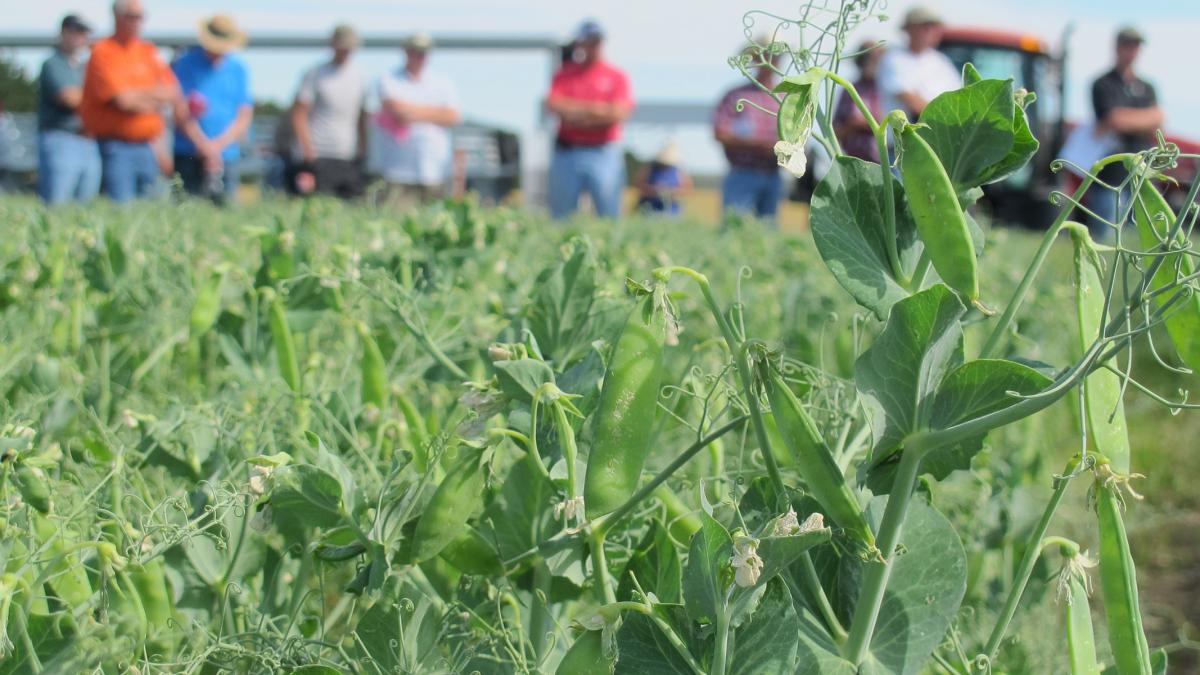 Pea variety trial field day